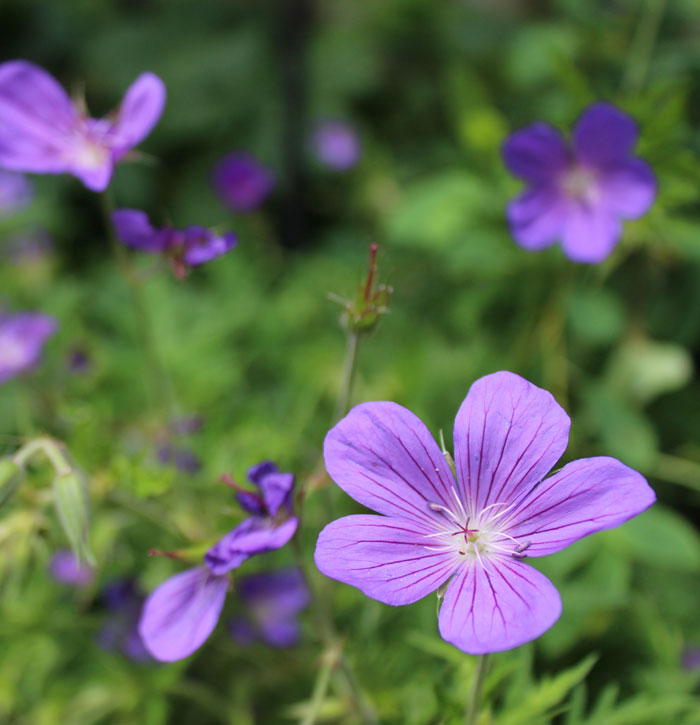 floriculture