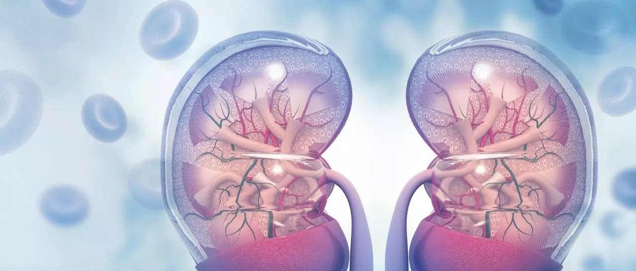 kidney
